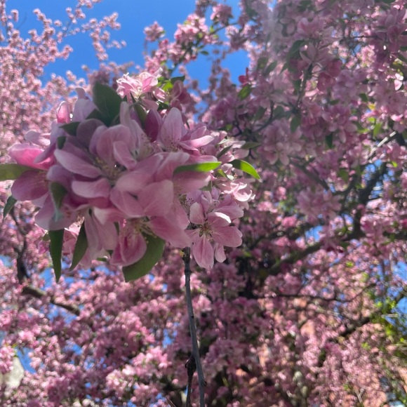 Meet your Posher, Valeria! - Picture 1 of 1